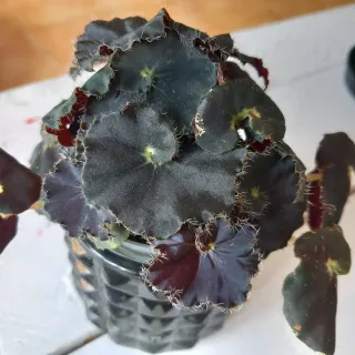 Begonia Black Mamba planta tropical terrario