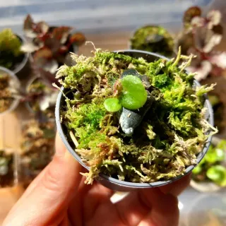 Begonia Black Mamba planta tropical terrario