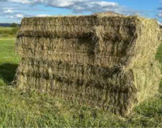 Heno de pradera festuca Francia