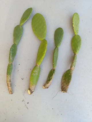 Talee di Fico d'India piante Talea pianta grassa