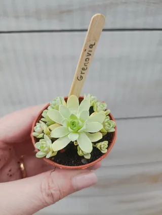 Greenovia Dodrentalis Planta Suculenta