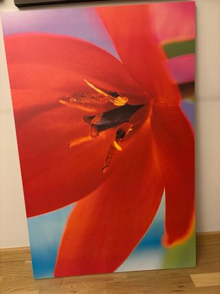 Cuadro flor roja