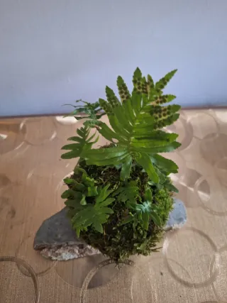 Kokedama helecho silvestre