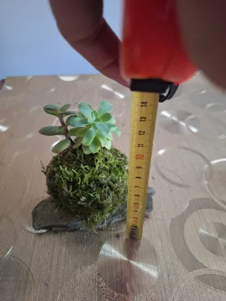 Kokedama con 2 suculentas