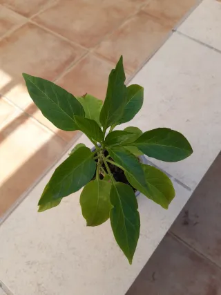 Planta de guindilla picante