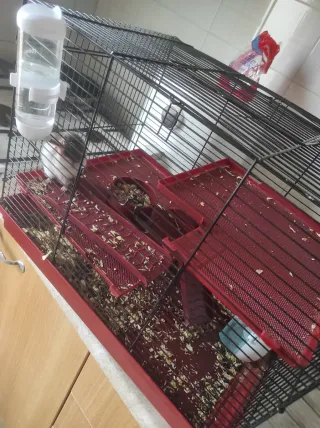 Jaula grande para hámster sirio