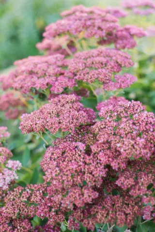 Sedum de Otoño