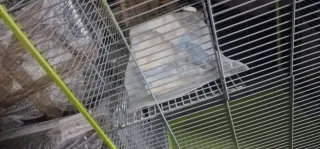 Jaula Voladera Aves/Pájaros Aprox. 79x67.5x164 cm