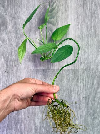 Philodendron Cebu Blue