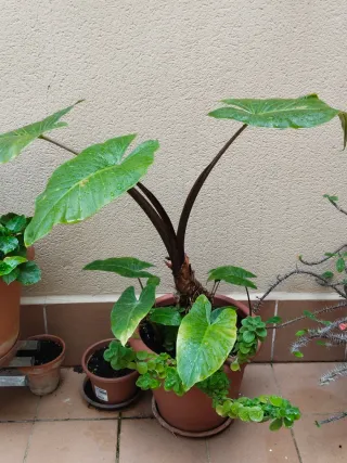 Planta de interior con hojas grandes