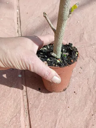 Plantón de Hibisco/prebonsai
