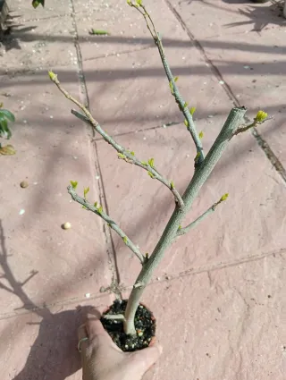 Plantón de Hibisco/prebonsai