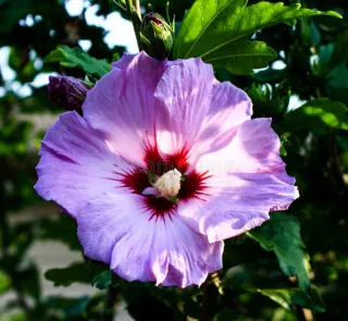 Plantón de Hibisco/prebonsai