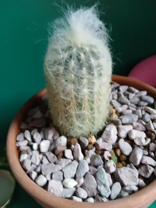 Cactus Viejito