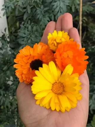 Semillas de caléndula