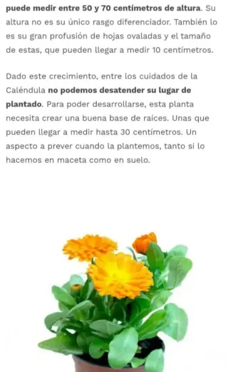 Semillas de caléndula