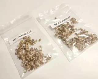 Semillas de caléndula