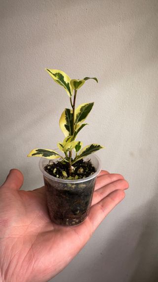 Ficus variegado en maceta