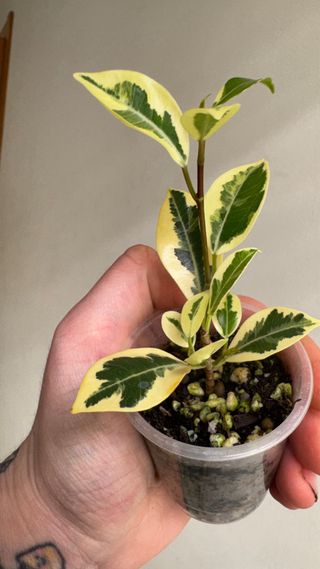 Ficus variegado en maceta