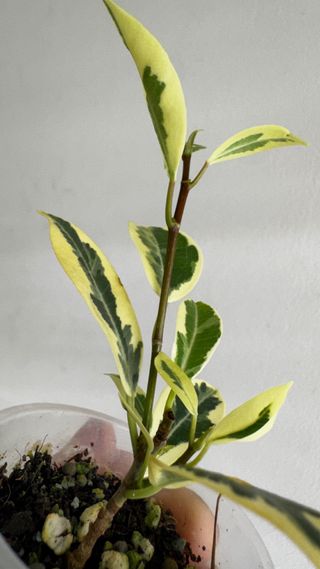 Ficus variegado en maceta