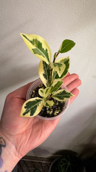 Ficus variegado en maceta