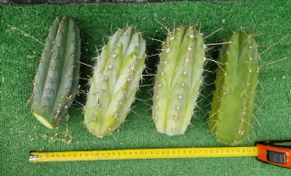 Lote 4 Cactus. Lote N.6