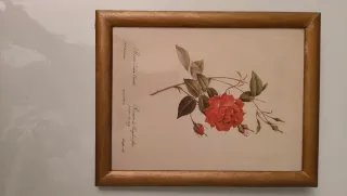 Marcos Vintage Rosas Indica y Damascena