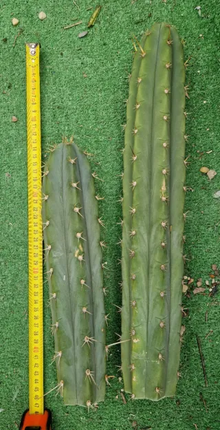 Lote 2 cactus. Lote N.7