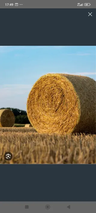 Alpacas de avena y civada