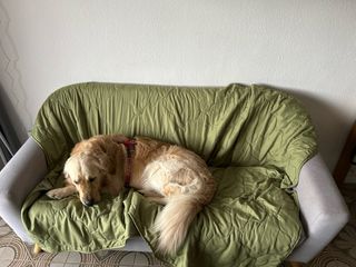 Sofá para perro o gato