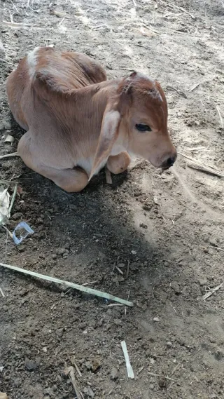 Hola busco trabajo en granja