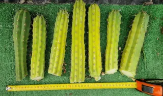 Lote 7 cactus. Lote N.10