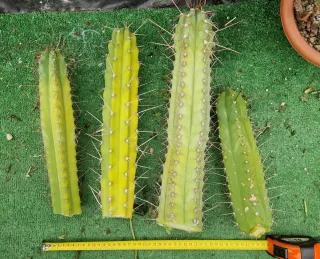 Lote 4 cactus. Lote N.11
