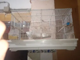 Jaula para pájaros plateada y blanca