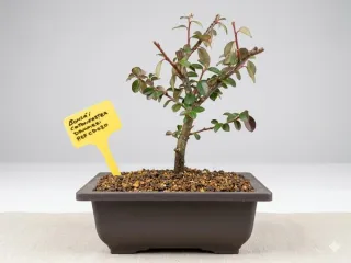 BONSÁI COTONEASTER DAMMERI