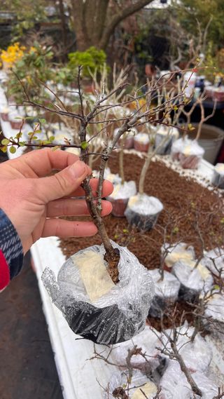 PRE BONSAI COTONEASTER