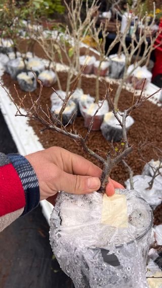 PRE BONSAI COTONEASTER