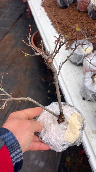 PRE BONSAI COTONEASTER