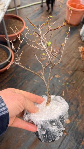PRE BONSAI COTONEASTER