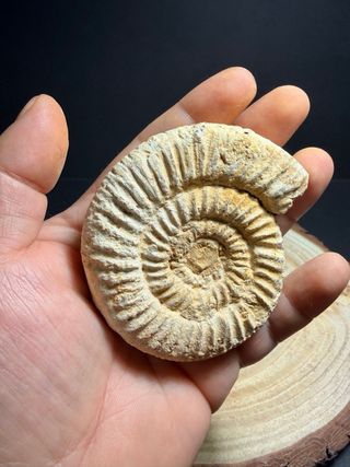 Fosil de amonite