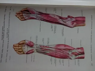 Anatomía Humana, de Orts Llorca.