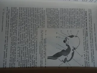 Anatomía Humana, de Orts Llorca.