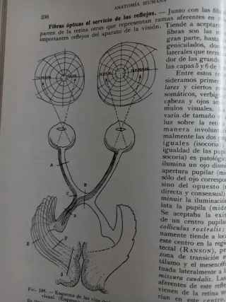 Anatomía Humana, de Orts Llorca.