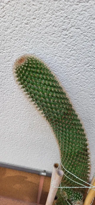 Cactus columnar