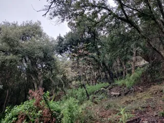 Carretillas de leña de encina seca