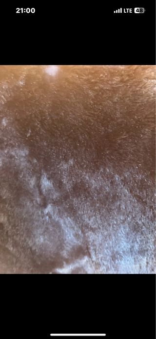 Chaqueta pelo Zara negra