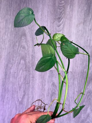 Philodendron Cebu Blue