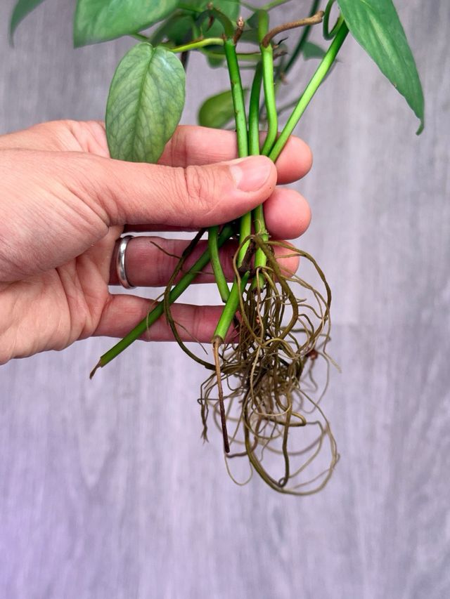 Philodendron Cebu Blue