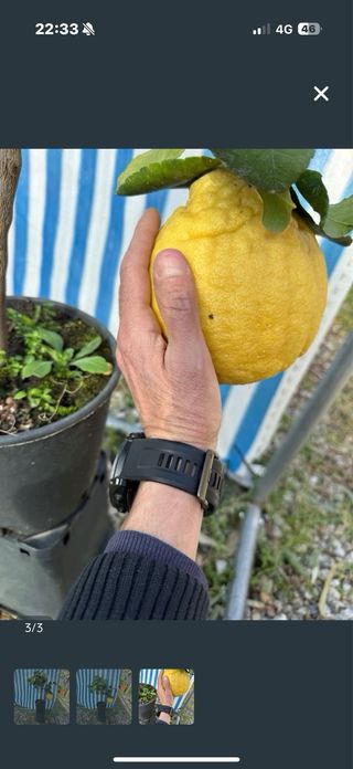 Limone pane ponziró