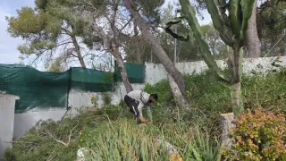 643 43 27 60 JARDINERO SERGIO